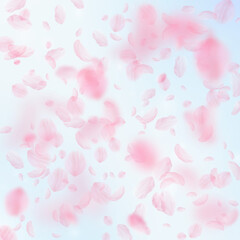 Fototapeta na wymiar Sakura petals falling down. Romantic pink flowers falling rain. Flying petals on blue sky square bac