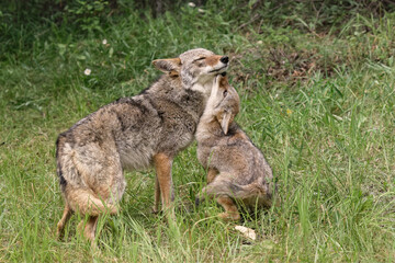 Adult female coyote with juvenile.