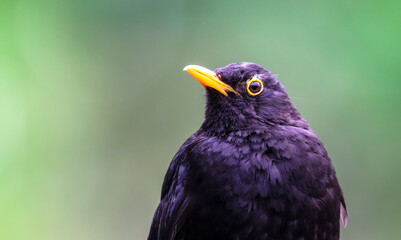 Blackbird male bird details observing. Black blackbird songbird sitting looking with out of focus green bokeh background. Bird profile portrait wildlife scene. Posing black male blackbird.