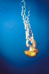 A cool view of jellyfish closeup in deep blue water © ktahaziz