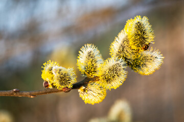 Fototapeta premium Young fluffy yellow buds on willow twigs. Nature macro photography