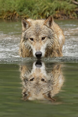 Obraz premium Timber Wolf portrait in small stream.