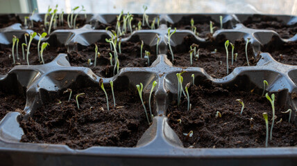 Photo of sprouting seedlings ready for the greenhouse. Spring background. Seedlings in the spring on the window. Seedlings in a plastic tray