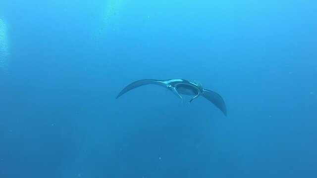 Black Oceanic Manta floating on a background of blue water in search of plankton. Underwater scuba diving in Indonesia.