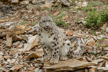 Snow Leopard, threatened species, native to central and south Asia.