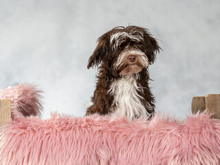 Havanese dog portrait. Image taken in a studio with light background. Cute puppy dog portrait with copy space.