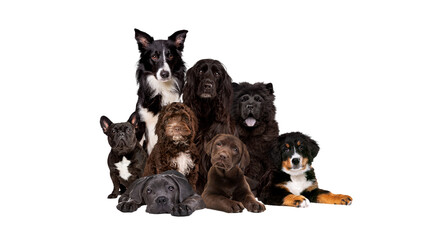 group of eight dogs looking at camera