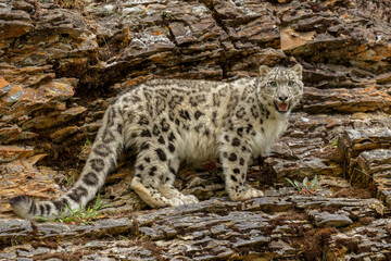 Naklejka na ściany i meble Snow Leopard, threatened species, native to central and south Asia.