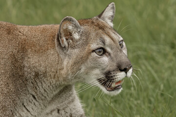 Fototapeta na wymiar Mountain Lion, Puma.