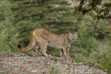 Mountain Lion, Puma.