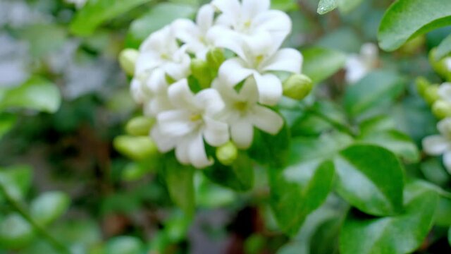 Murraya paniculata or name Orang Jessamine, China Box Tree, Andaman Satinwood, Chinese Box-wood bush.