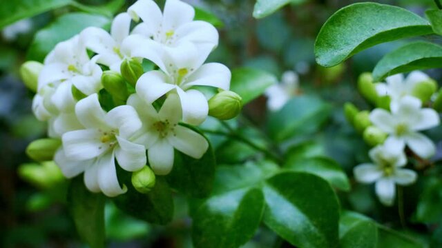 Murraya paniculata or name Orang Jessamine, China Box Tree, Andaman Satinwood, Chinese Box-wood bush.