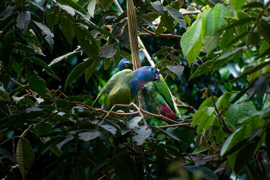 Pareja de loros cabeciazul comiendo guamas