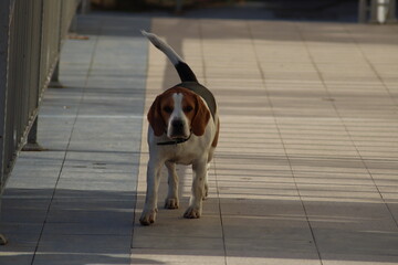 dog on the road