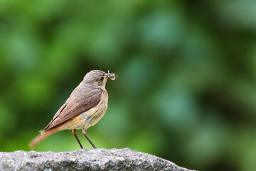 Common nightingale or simply nightingale (Luscinia megarhynchos) songbird perched eating insect on stone rock with out of focus brown bokeh negative space background. Bird portrait wildlife scene.