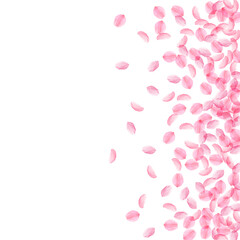 Sakura petals falling down. Romantic pink silky medium flowers. Thick flying cherry petals. Scatter
