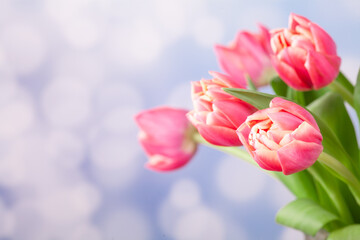 Obraz na płótnie Canvas bouquet of pink tulips with light edging on a blue background with bokeh. Congratulations on women's day, mother's day, birthday. Gentle spring nature background with pink tulip flowers.