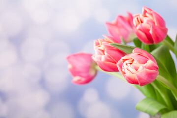 bouquet of pink tulips with light edging on a blue background with bokeh. Congratulations on...