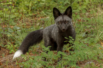 Silver Fox, a melanism form of the red fox.