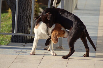 bull terrier dog