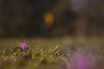 Single violet crocus or petal visible rising from the ground as a first sign of spring coming by in a park. Vintage photo of a crocus.