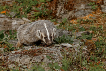 American Badger.