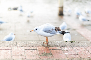 Group of black headed gulls in winter plumage walking on the pavement in the city, a lot of water birds by the lake in a park, many seagulls looking for food from humans