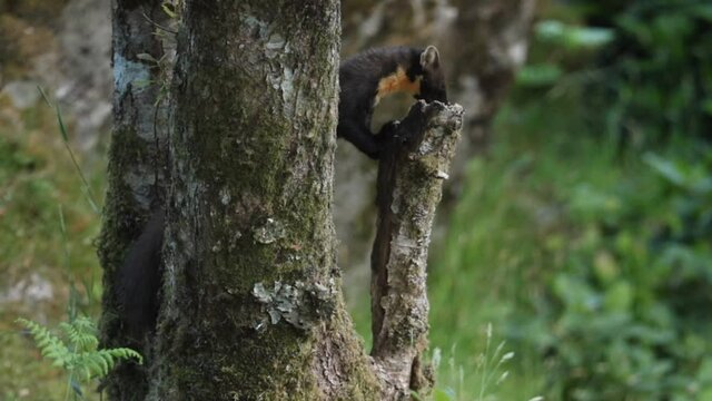 A shy and elusive Pine Marten (Martes martes) feeding in the Highlands of Scotland.