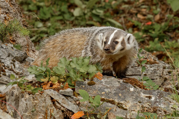 American Badger.