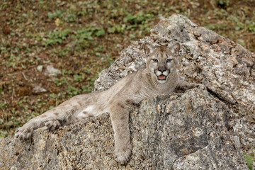 Mountain Lion, Puma.
