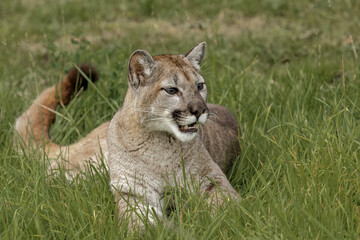 Mountain Lion, Puma.