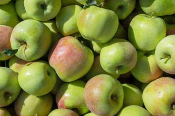 Ripe green apples in wooden box.