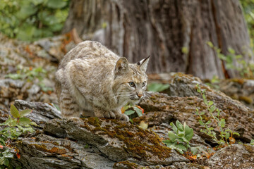 Bobcat.