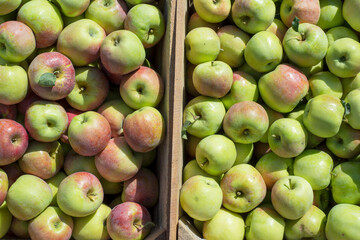 Ripe green apples in wooden box.