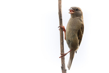 Sparrow bird isolated. Sparrow female songbird (Passeridae, Passer domesticus) perching on dry sunflower stem isolated cut out on white background close up photo. Bird wildlife as design element.