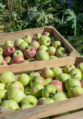 Apples in a box Outdoor. Sunny Background. Autumn Garden