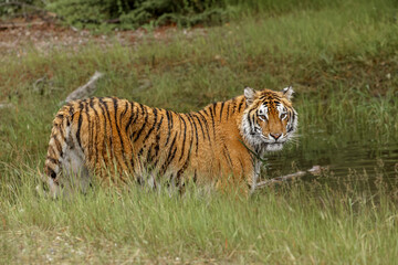 Fototapeta na wymiar Bengal Tiger along edge of small pond, endangered species.