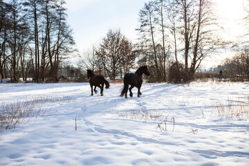 Zwei Friesen Pferde laufen auf dem Schneefeld in der Freiheit