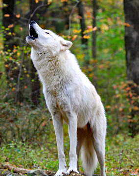 Wild wolf howling in the woods.