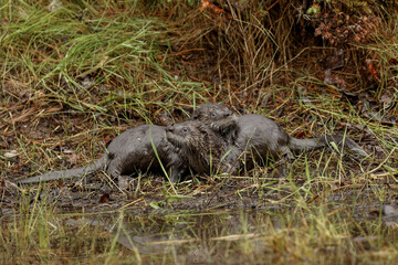 North American River Otter.