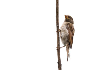 Sparrow bird isolated. Sparrow female songbird (Passeridae, Passer domesticus) perching on dry sunflower stem isolated cut out on white background close up photo. Bird wildlife as design element.