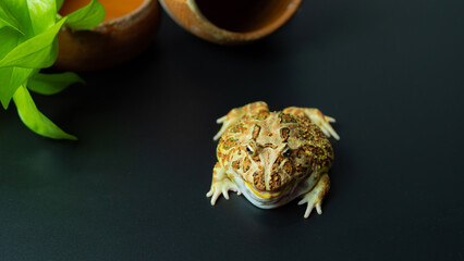 The argentine horned frog yellow with brown stripes. The frog sat still on black surface or background.