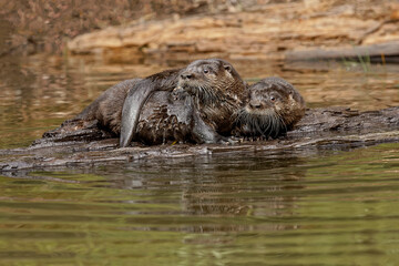 North American River Otter.