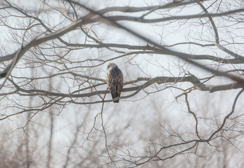 木の枝にとまるノスリ
