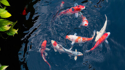 Fancy Koi fish or Fancy Carp swimming in a black pond fish pond. Popular pets for relaxation and...