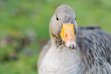 Closeup on a head of beautiful greylag goose walking on the pavement. brown patterned big bird in the park looking for food, the largest and bulkiest of the wild geese native to the UK and Europe