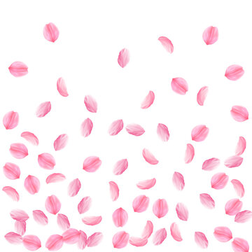 Sakura petals falling down. Romantic pink silky medium flowers. Sparse flying cherry petals. Bottom