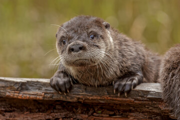 North American River Otter.