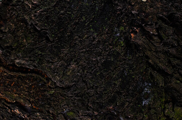 Texture - a bark of an old oak
