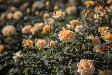 Roses bloom in the park on a summer day. Toned image